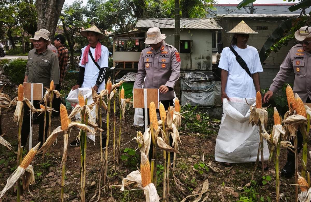 Dukung Swasembada Ketahanan Pangan, Satreskrim Polres Karawang Pantau Pertumbuhan Jagung di Wilayah Jatisari