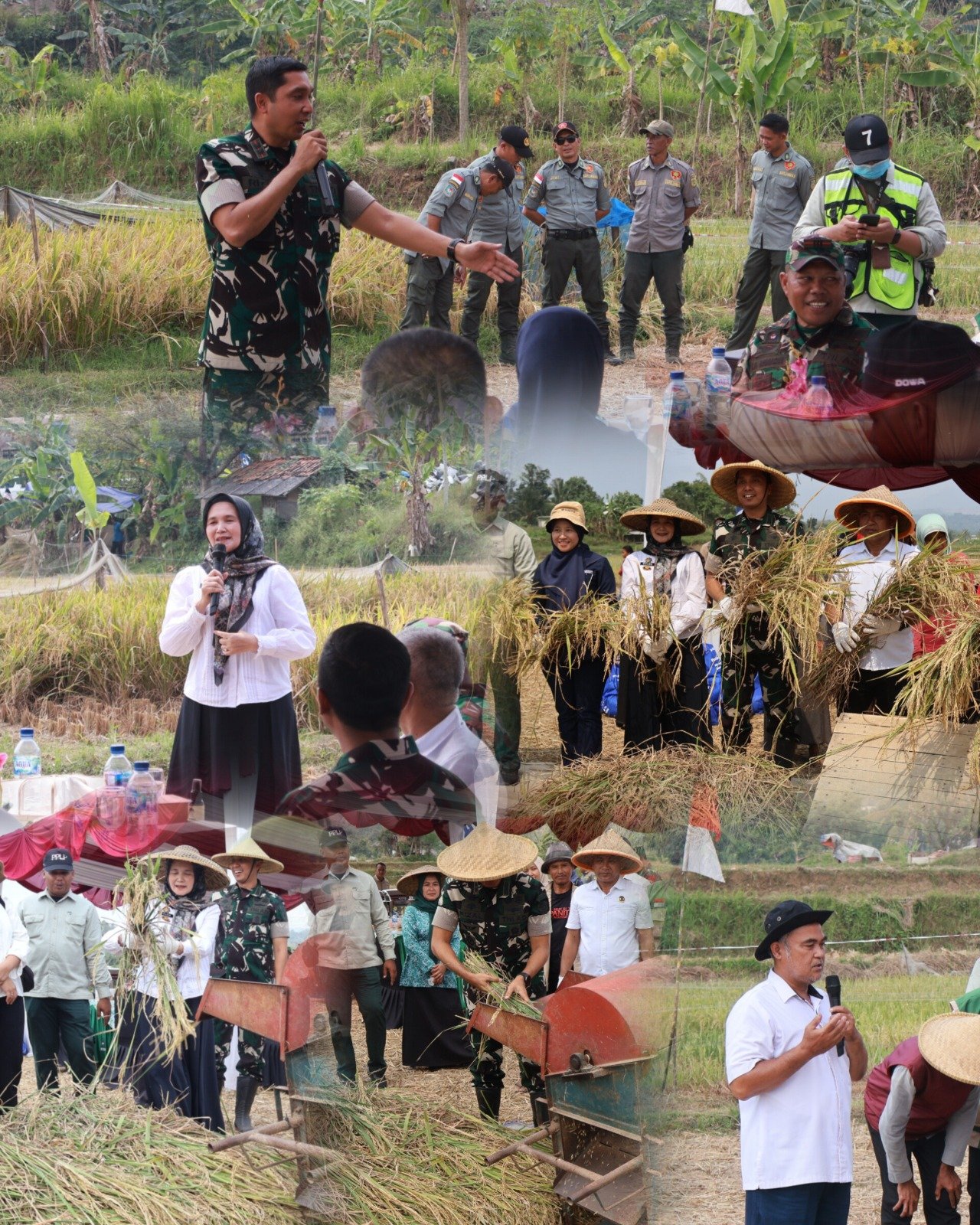 Dandim 0621/Kab. Bogor Letkol Inf Rizal Dwi Jayanto Pimpin Panen Raya Padi di Klapanunggal