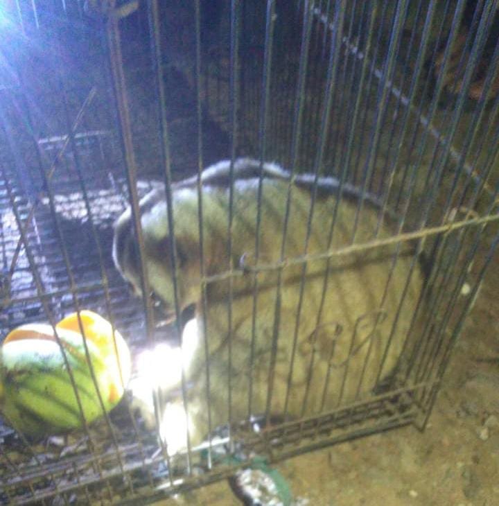 Gangguan Listrik Mendadak di Desa Pingku dan Sekitarnya, Petugas PLN Gerak Cepat Tangani Korsleting Akibat Hewan Liar